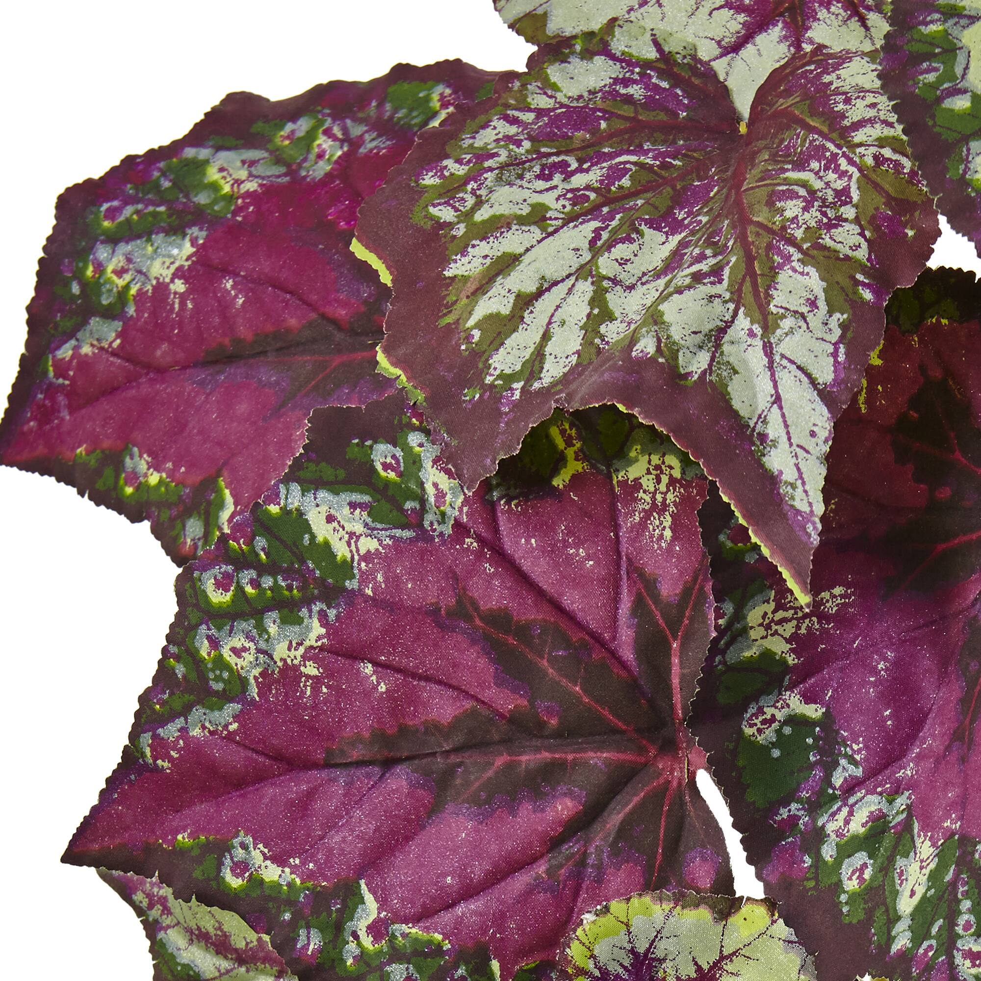 16" Begonia Bush, 6ct.